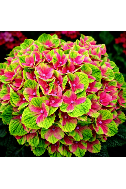 Гортензія широколиста Глоссі Ліпс